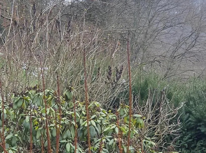 Villa Großes Sauerburgblick Sauerthal